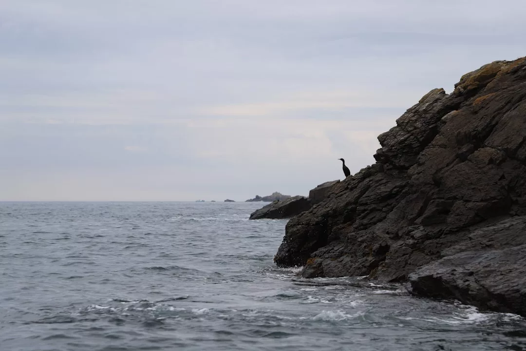 A lone bird perched on a rocky cliff above the calm, gray sea in Porto Colom, under a cloudy sky.