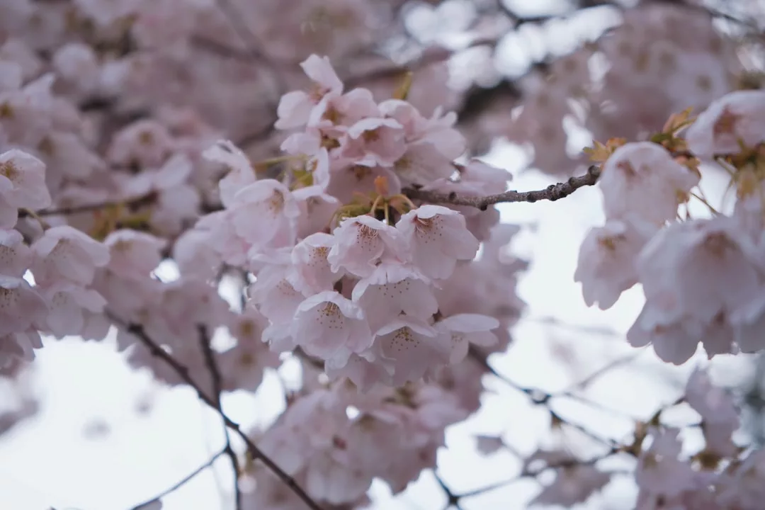 Close-up of pale pink cherry blossoms on tree branches against a soft, light sky background, capturing the exclusive beauty of Sóller Valley’s famed Cherry Blossom Tours.