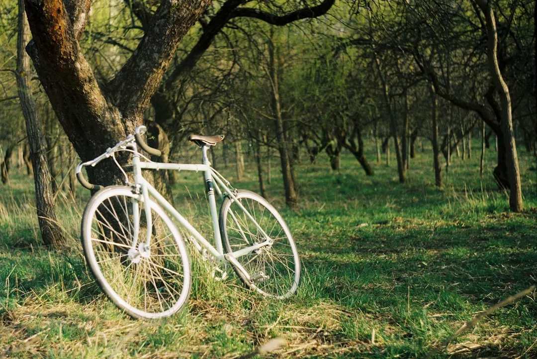 A white bicycle leans against a tree in a grassy, sunlit forest—an inviting scene for Gourmet Cycling enthusiasts enjoying relaxing cycling weekends near Puigpunyent.
