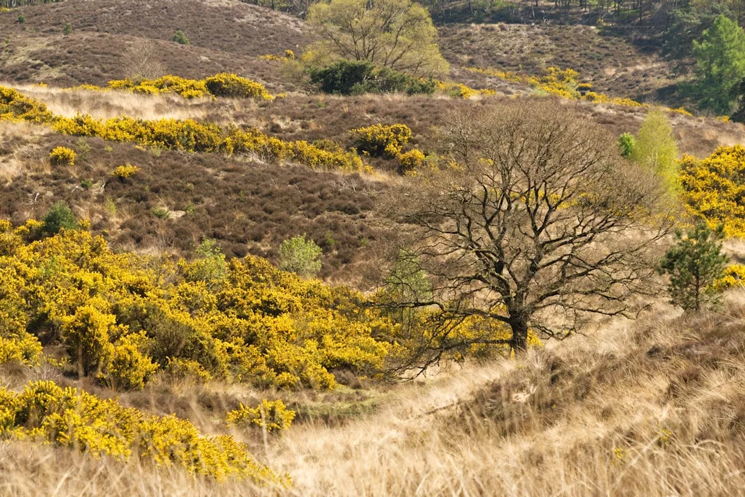 A dry, grassy hillside with yellow gorse bushes and a large leafless tree under a clear sky near the famed Camino de s’Arxiduc in Deià—a perfect backdrop for cycling adventures.