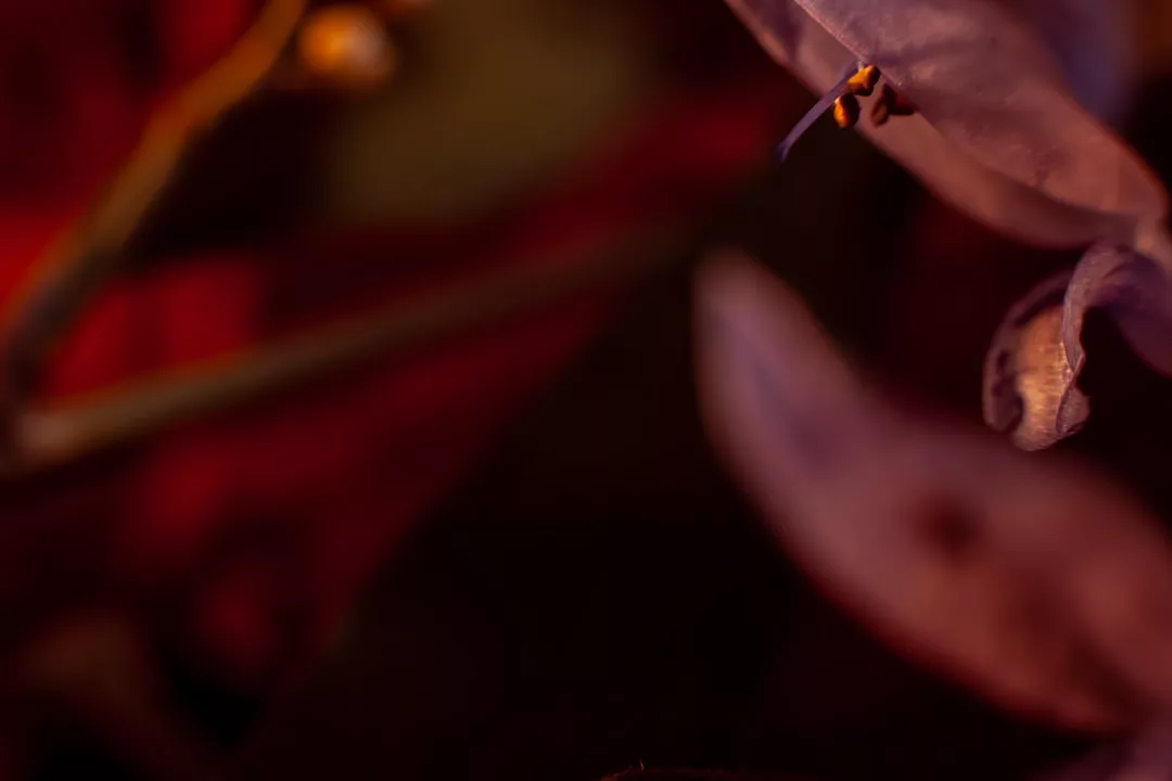 Close-up of a purple flower petal with a dark, blurred red and black background, reminiscent of the elegant plating found in Michelin-starred restaurants in Palma de Mallorca.
