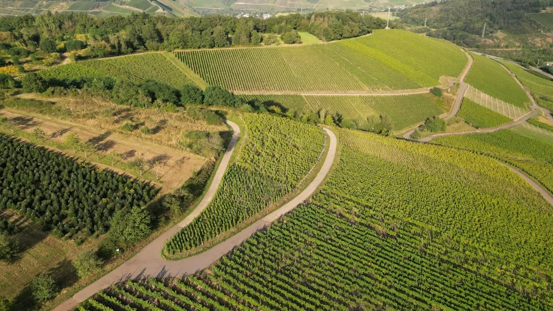 Aerial view of winding roads through green vineyards on rolling hills under a clear sky, capturing the charm of Binissalem and its inviting private vineyard stays.