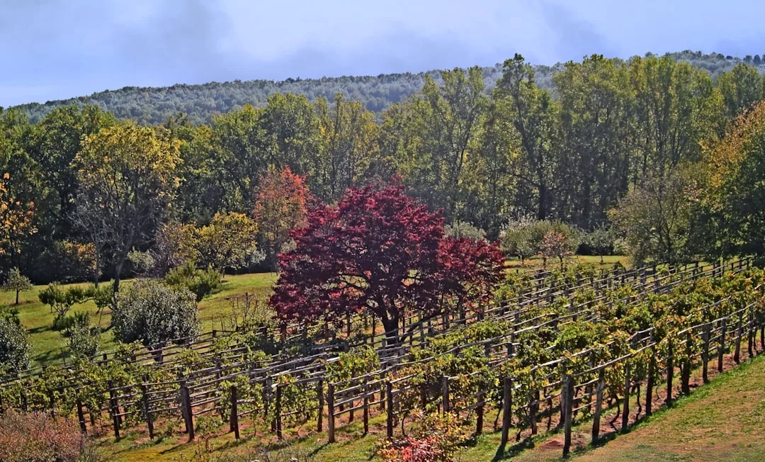 A vineyard near Felanitx with green vines, a red-leaved tree in the center, and forested hills in the background—perfect for enjoying Mallorcan vintages or private wine tastings.