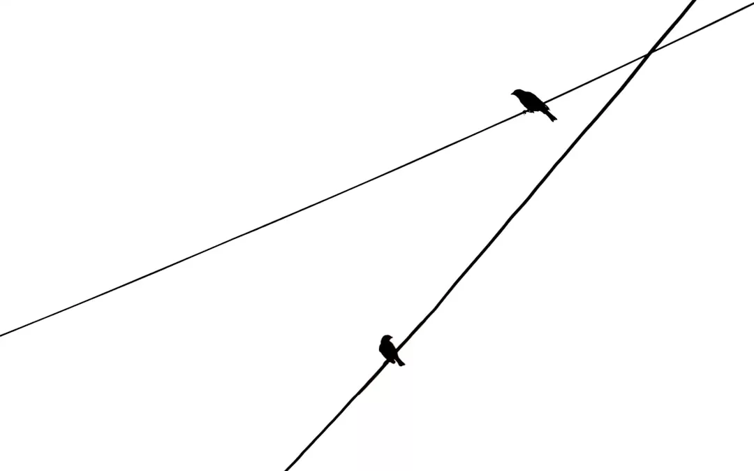 Two birds perched on intersecting power lines against a plain white background—distinct yet connected, much like finding the best real estate partner with our real estate agency Porto Cristo.