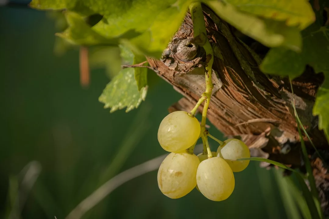 Close-up of a small bunch of green grapes hanging from a vine with green leaves in sunlight, capturing the serenity of Santa María del Camí—an ideal setting for vineyard yoga.