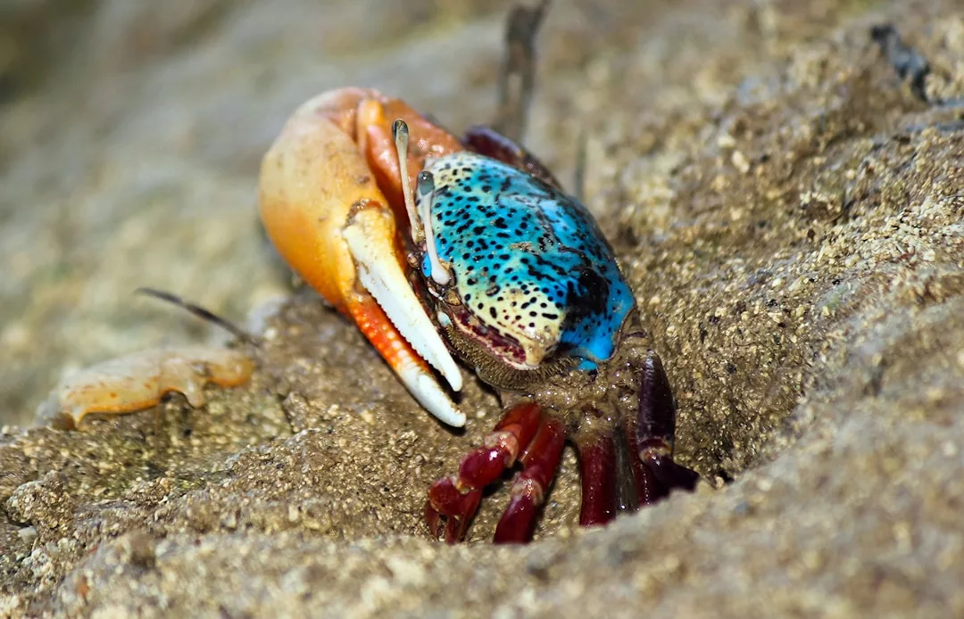 A close-up of a colorful fiddler crab with a large orange claw and a blue-spotted shell, partially emerging from a sandy burrow, captures the vibrant lifestyle along the shores of Majorca.