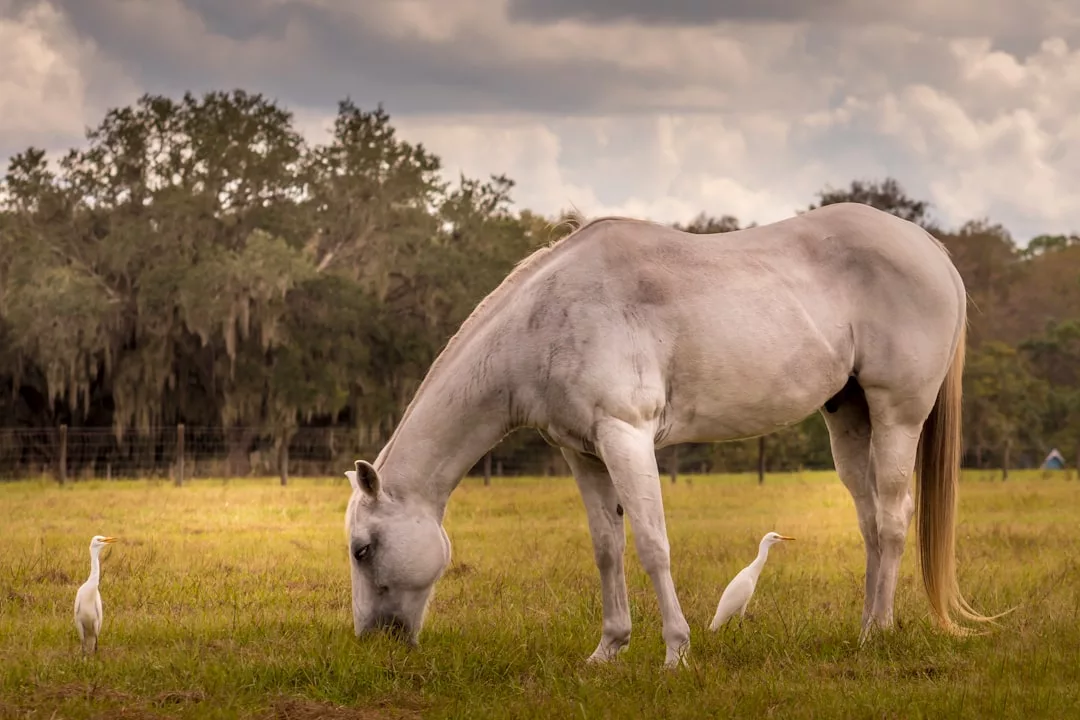 A white horse grazes in a grassy field on Majorca, while two white birds stand nearby; trees and a cloudy sky complete this scene of tranquil island lifestyle.