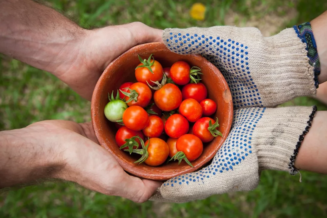Two people hold a clay bowl filled with freshly picked red and green tomatoes, one wearing gardening gloves. Against a grassy background, this moment reflects a relaxed lifestyle reminiscent of sun-kissed days in Majorca.