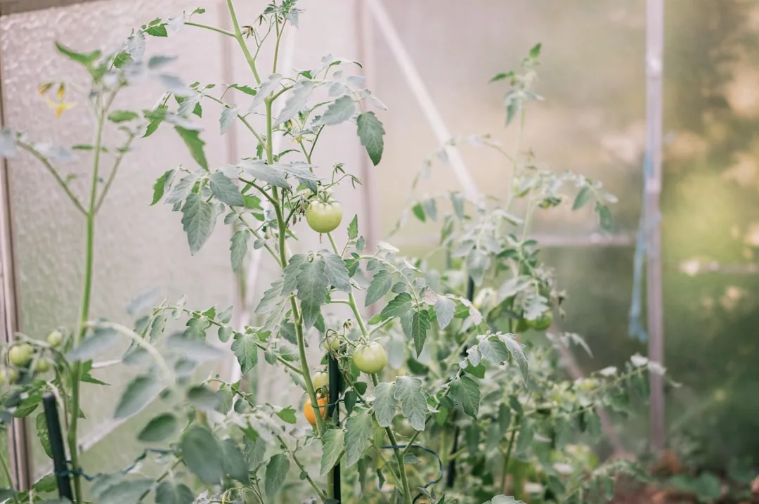 Green tomato plants with several unripe tomatoes grow on their vines inside a luxury greenhouse with translucent walls, offering a glimpse into a refined lifestyle inspired by the sun-drenched beauty of Majorca.