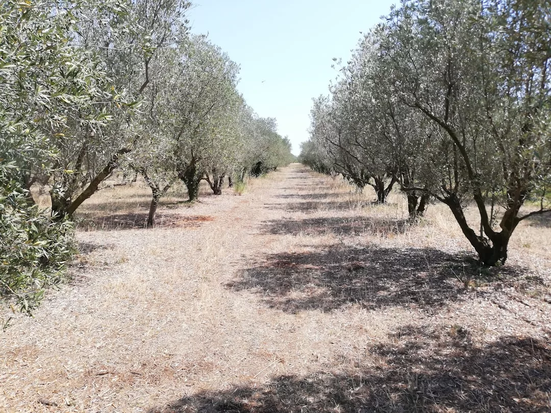 A dirt path winds through the center of an olive tree orchard in Majorca on a sunny day, with dry grass and scattered shade creating a peaceful Mediterranean lifestyle scene.