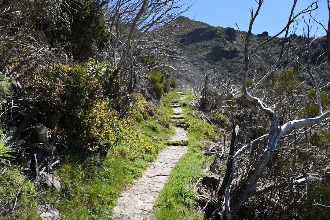 A narrow stone path winds through green grass and sparse, leafless trees under a bright blue Majorca sky, offering a glimpse into a tranquil Mediterranean lifestyle with hills in the background.