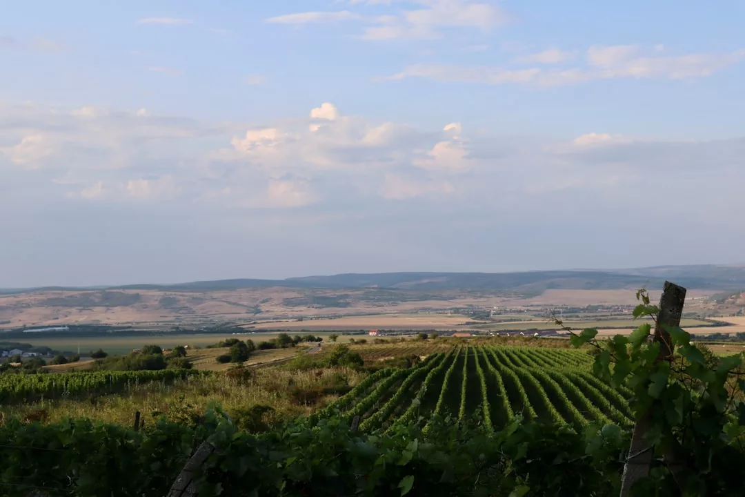 Rows of grapevines stretch across Majorca’s rural landscape under a blue sky with scattered clouds, capturing the island’s relaxed lifestyle with distant hills visible in the background.