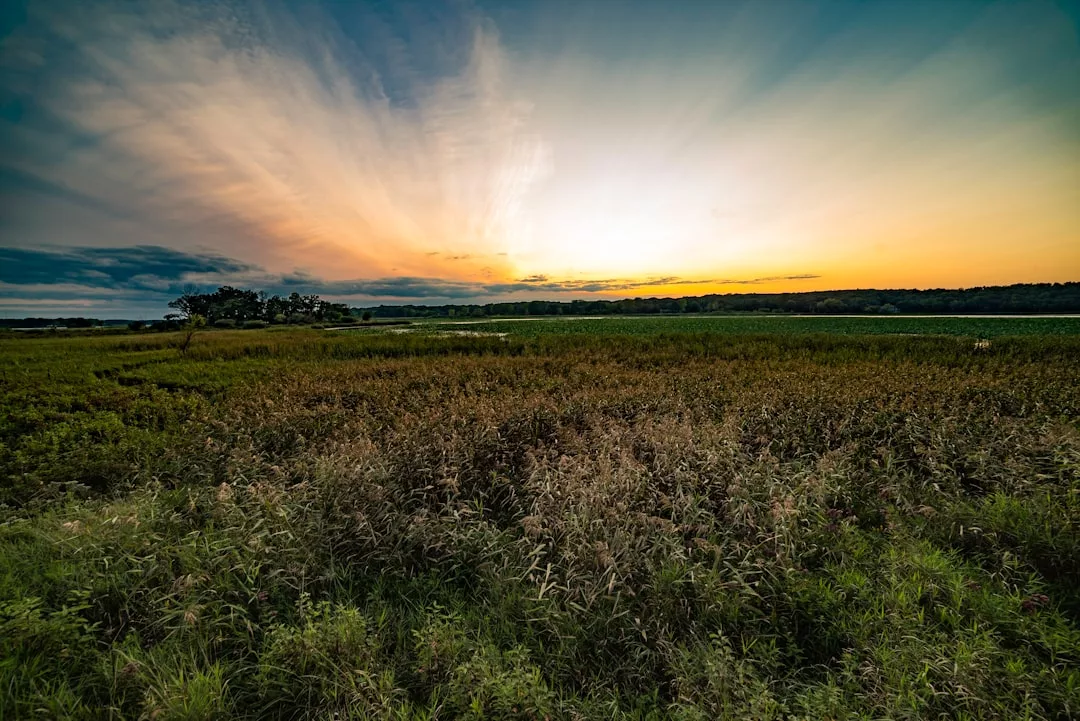 A grassy field with wild vegetation is shown at sunset in Majorca, where orange, yellow, and blue hues fill the sky and rays of light spread out from the horizon, capturing the island's tranquil lifestyle.