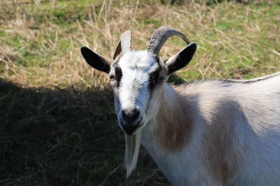 A white and brown goat with curved horns and a long beard stands on the grass, embodying the rustic lifestyle of Majorca as it looks directly at the camera.