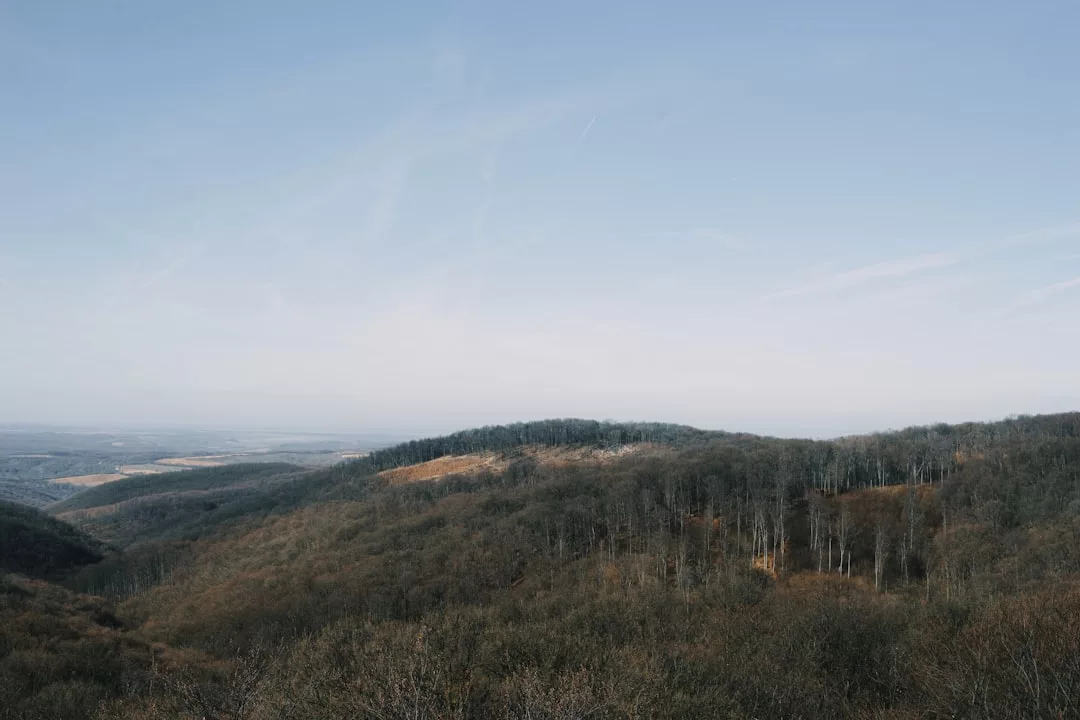 View of rolling forested hills under a clear blue sky, with sparse leafless trees covering the landscape—an invitation to experience the luxury lifestyle of tranquil Majorca.