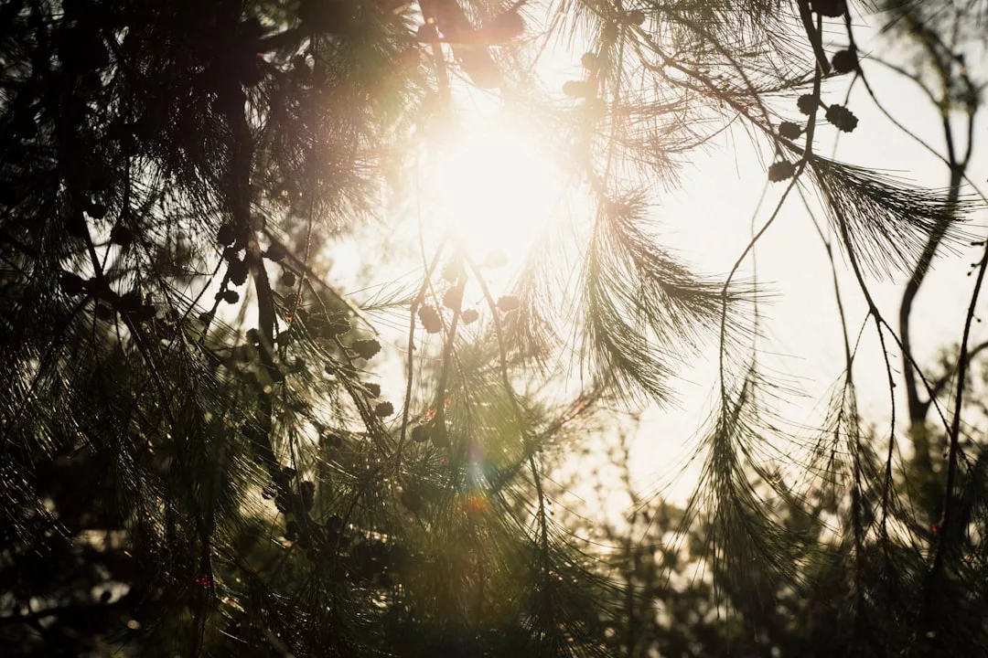 Sunlight shines through pine tree branches and needles, creating a bright and dappled effect that evokes the relaxed luxury of a Majorca lifestyle.
