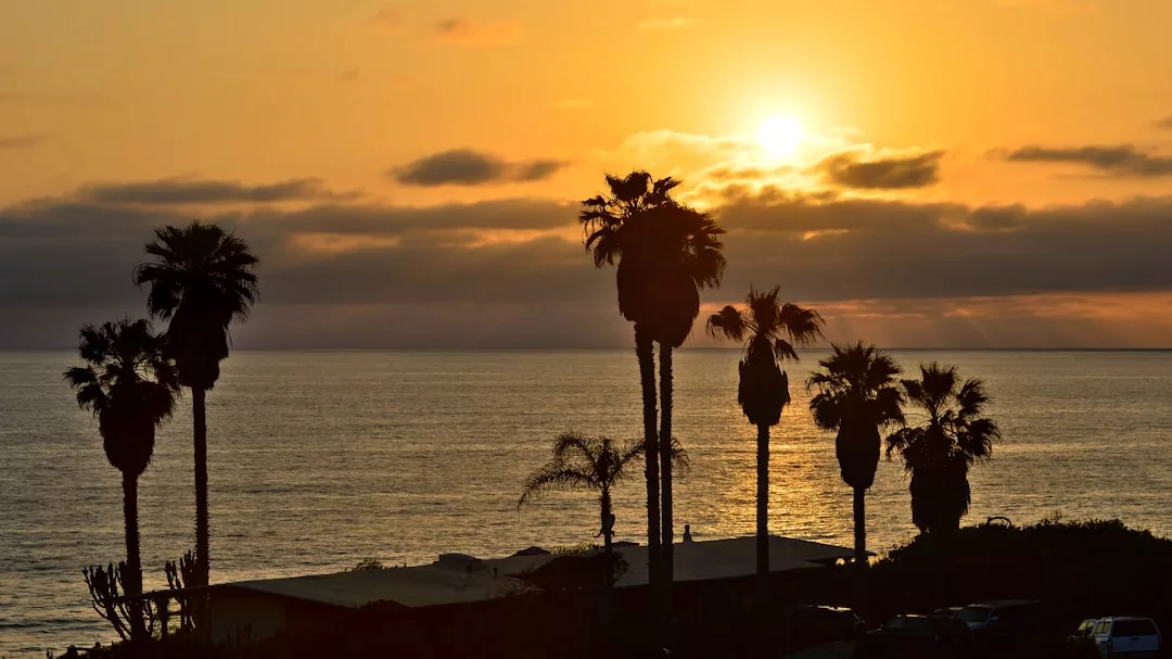 Tall palm trees are silhouetted against an orange sunset sky, with clouds and the ocean in the background, capturing the essence of luxury lifestyle evenings in Majorca.